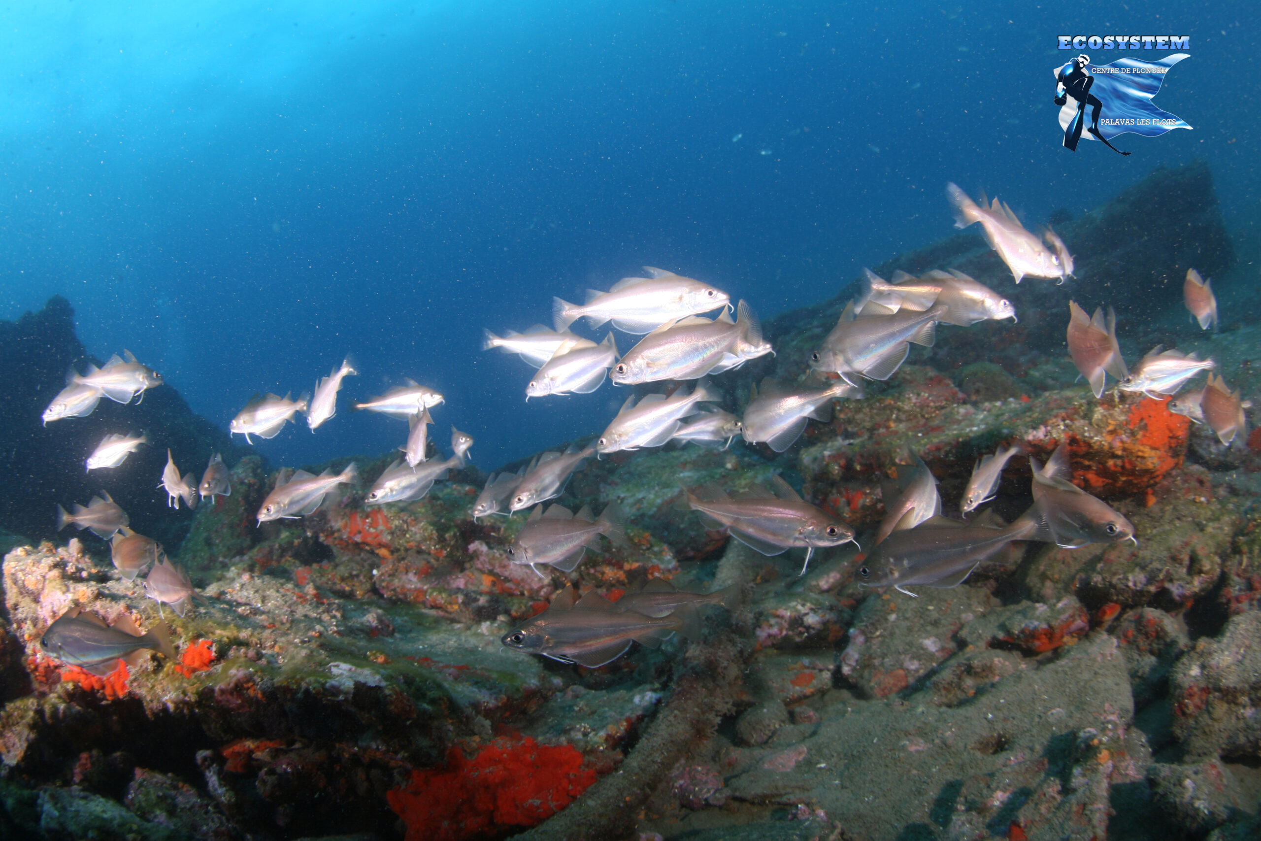Banc de poissons sur les fonds rocheux Banc de poissons sur les fonds rocheux