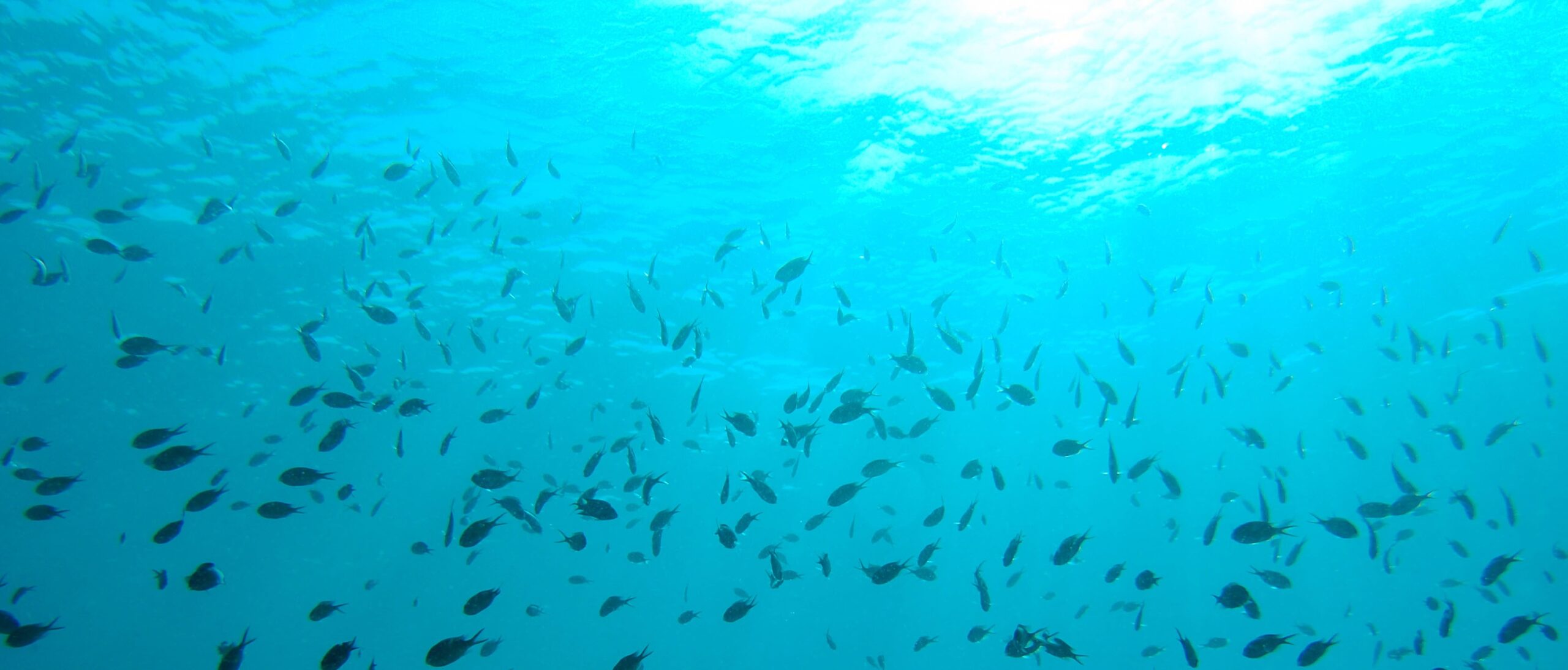 Banc de poissons dans la réserve marine Banc de poissons dans la réserve marine