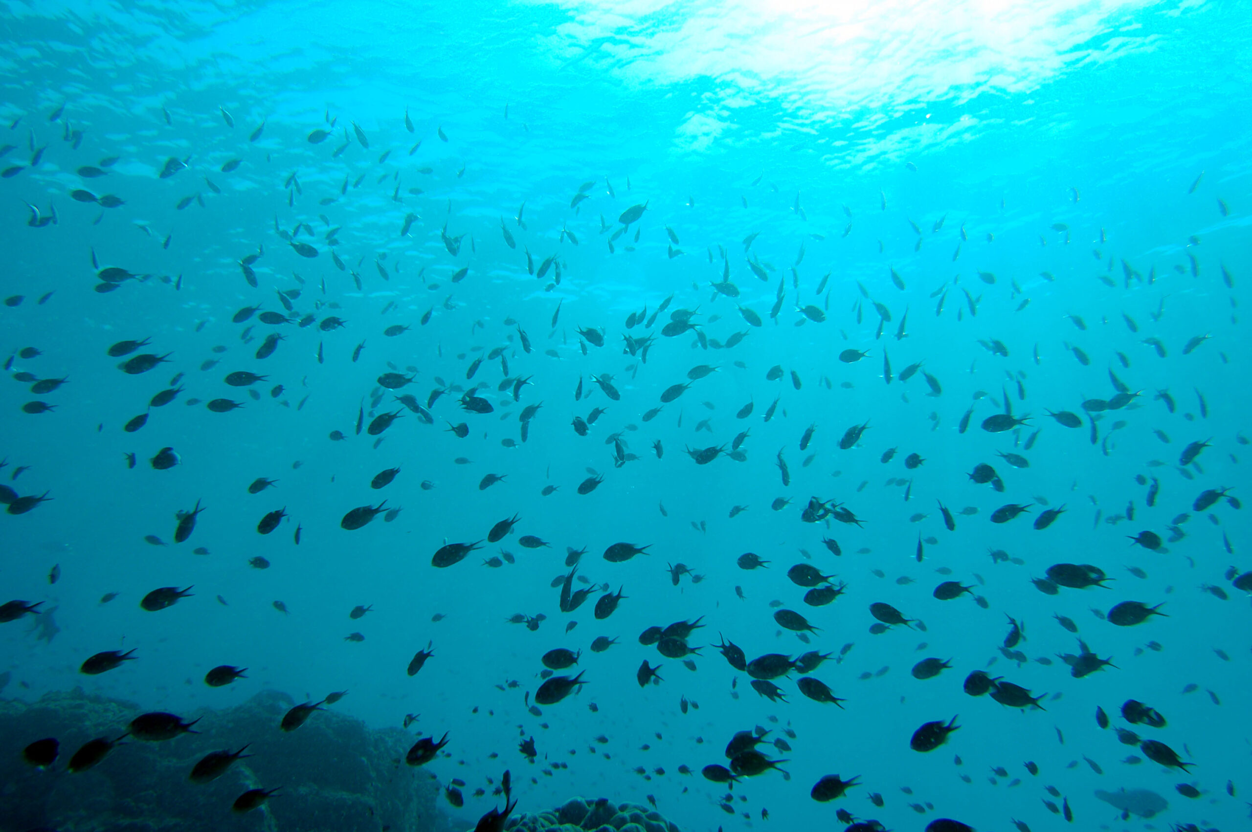 Banc de poissons Banc de poissons dans la réserve marine