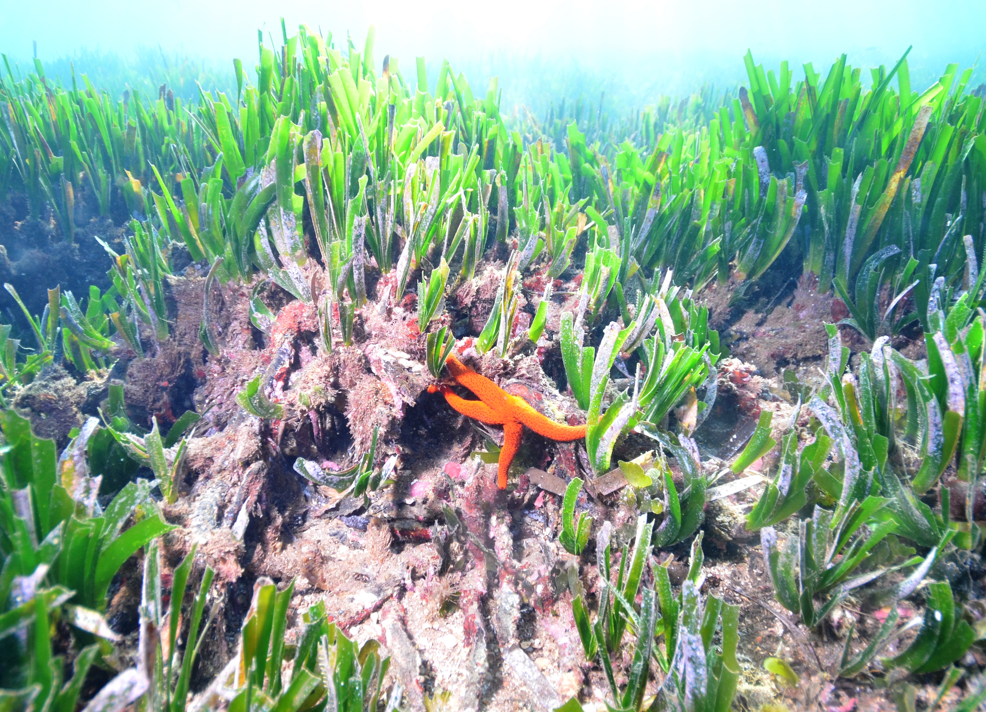 Étoile de mer rouge sur un herbier de posidonies