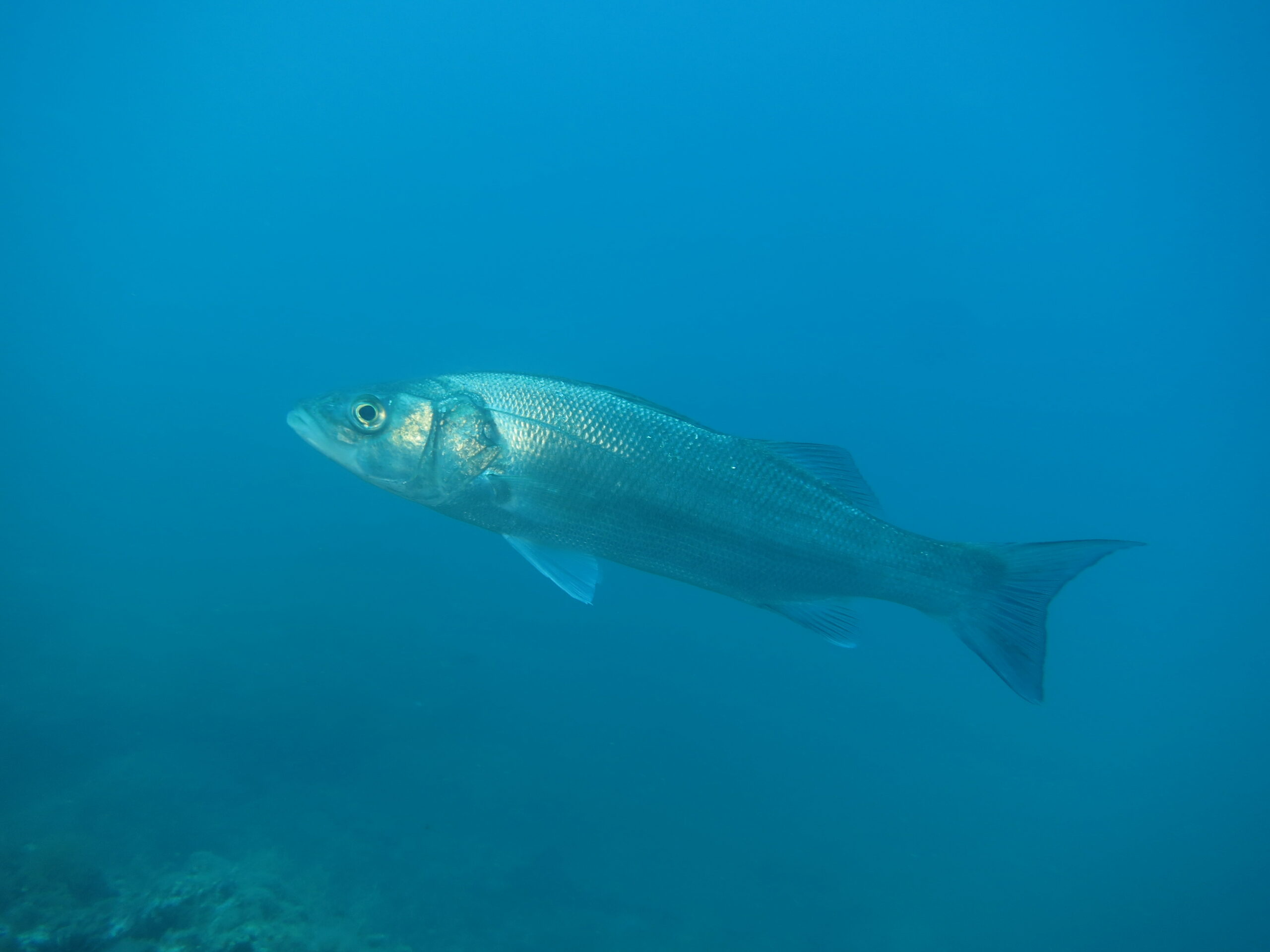 Bar commun, aussi appelé loup en Méditerranée
