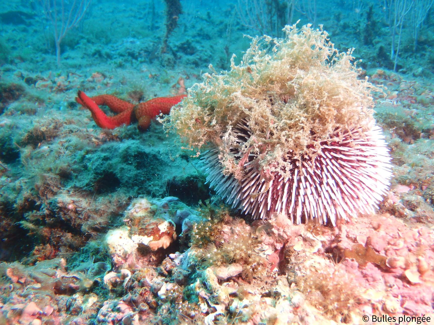 Étoile de mer rouge sur un herbier de posidonies