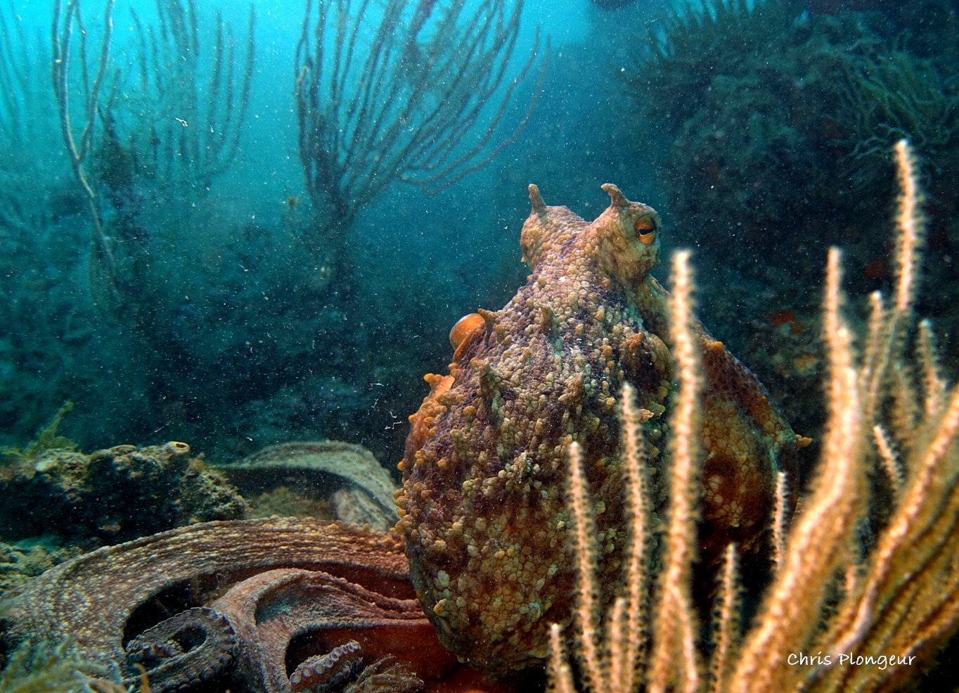 Poulpe commun sur les fonds de la réserve marine