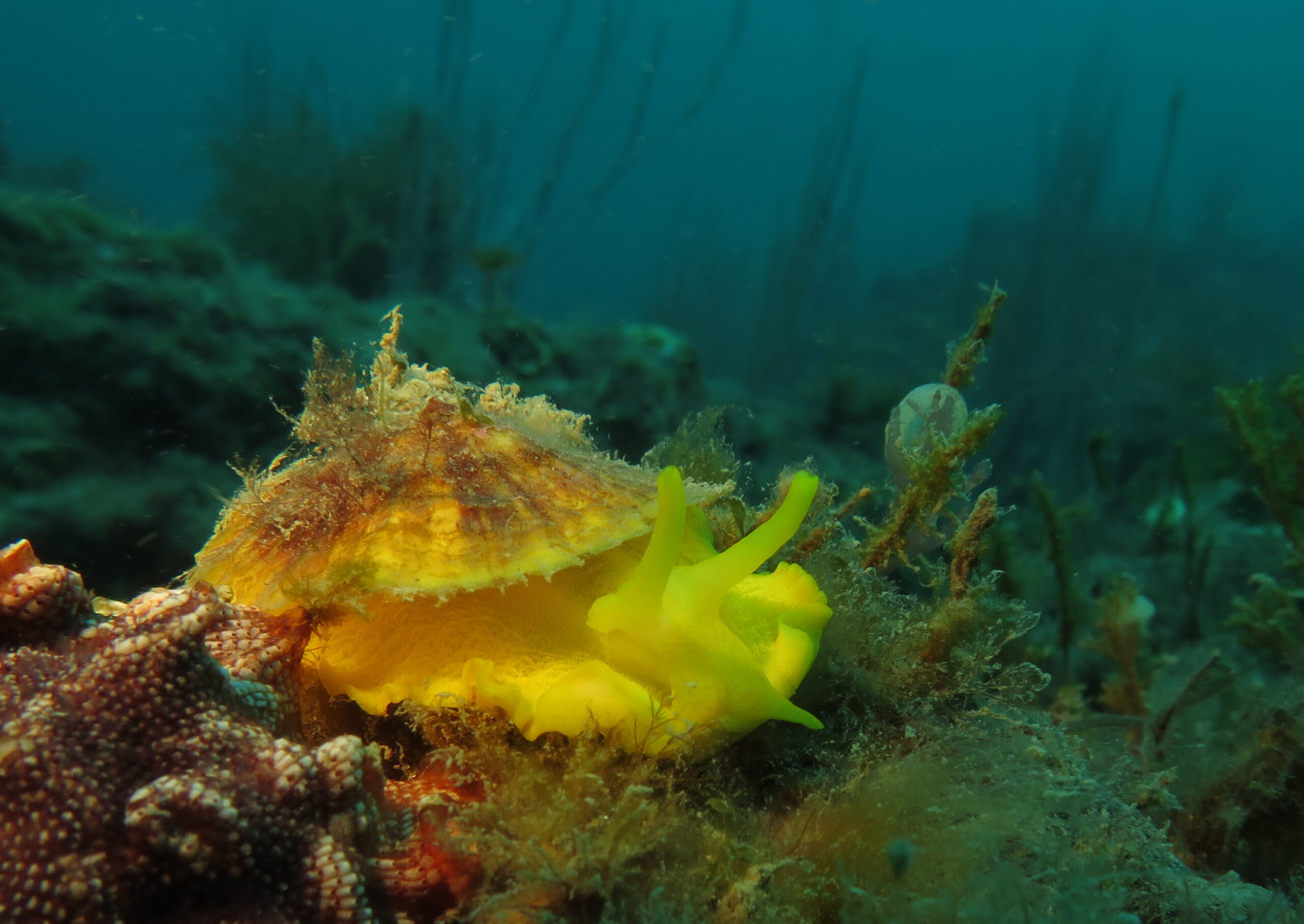 Poulpe commun sur les fonds de la réserve marine
